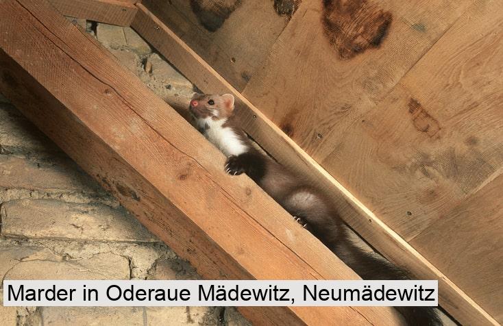 Marder in Oderaue Mädewitz, Neumädewitz
